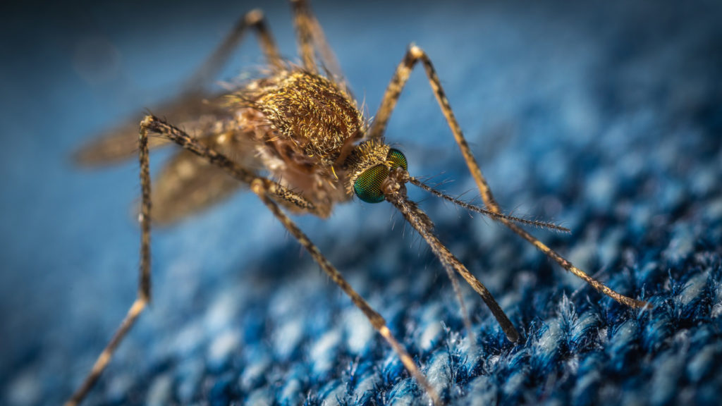 3 Boyutlu sivrisinek fotoğrafı