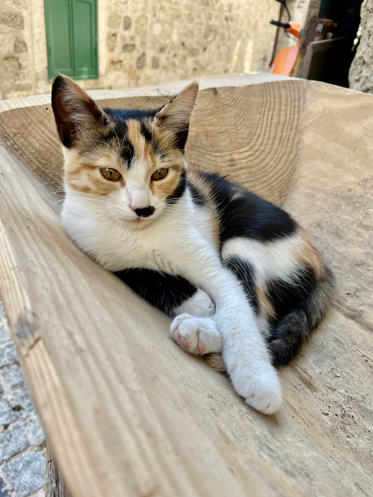 Alaçatı'da tahtanın içerisine oturmuş siyah sarı ve beyaz renkli kedi