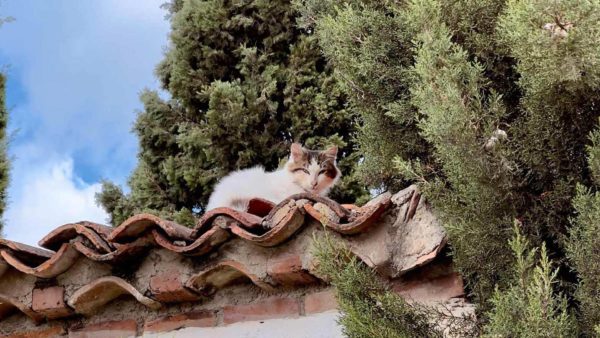 Alaçatı'da çatıda oturan ve poz veren bir kedi