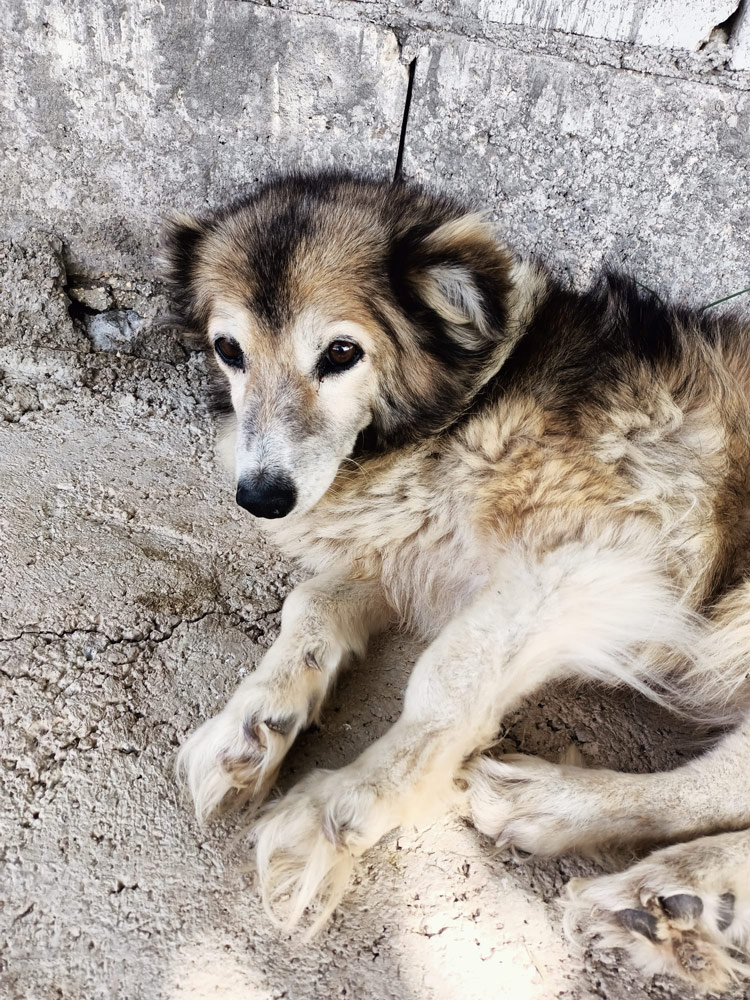 Siyah, kahverengi ve beyaz renkli tatlı köpek yerde uzanıyor