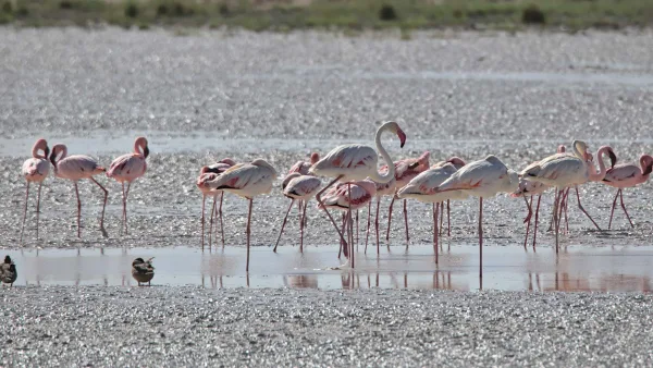 Alaçatı sulak alanda görüntülenen flamingo grubu
