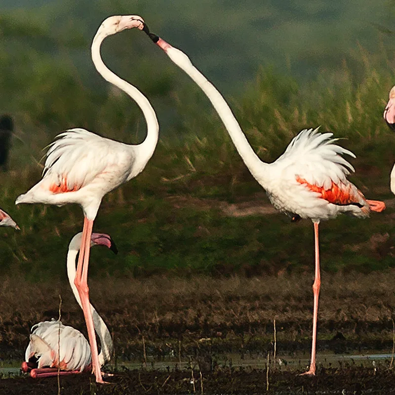 Uzun bacaklı Alaçatı flamingoları yakınlaşıyor