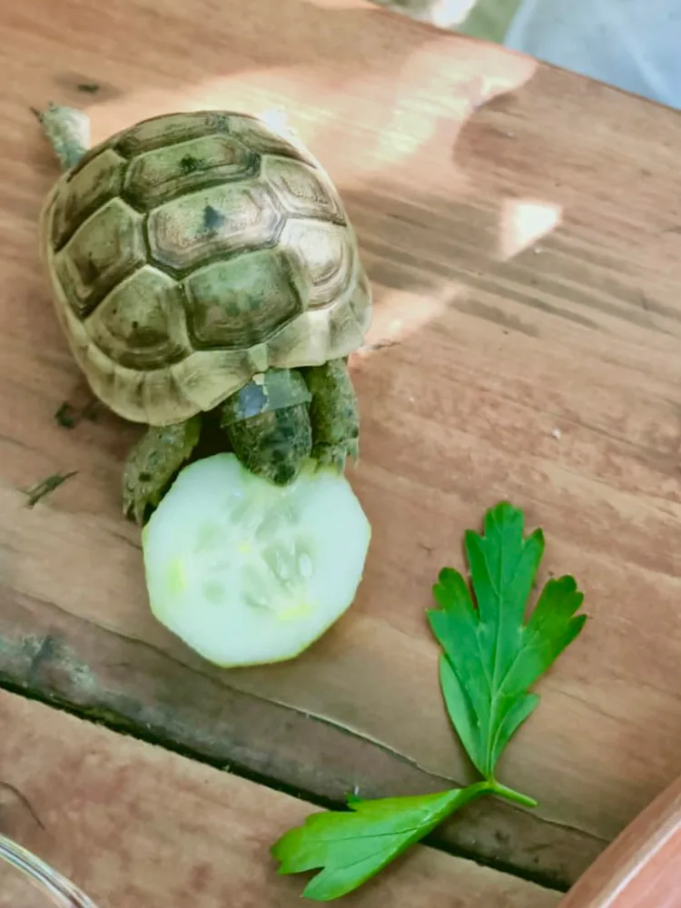 Kaplumbağanın tatlı tatlı salatalık yemesi