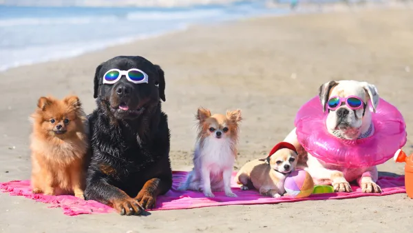 5 tane sevimli mi sevimli köpekcik plajda aksesuarlarıyla oturup güneşleniyorlar