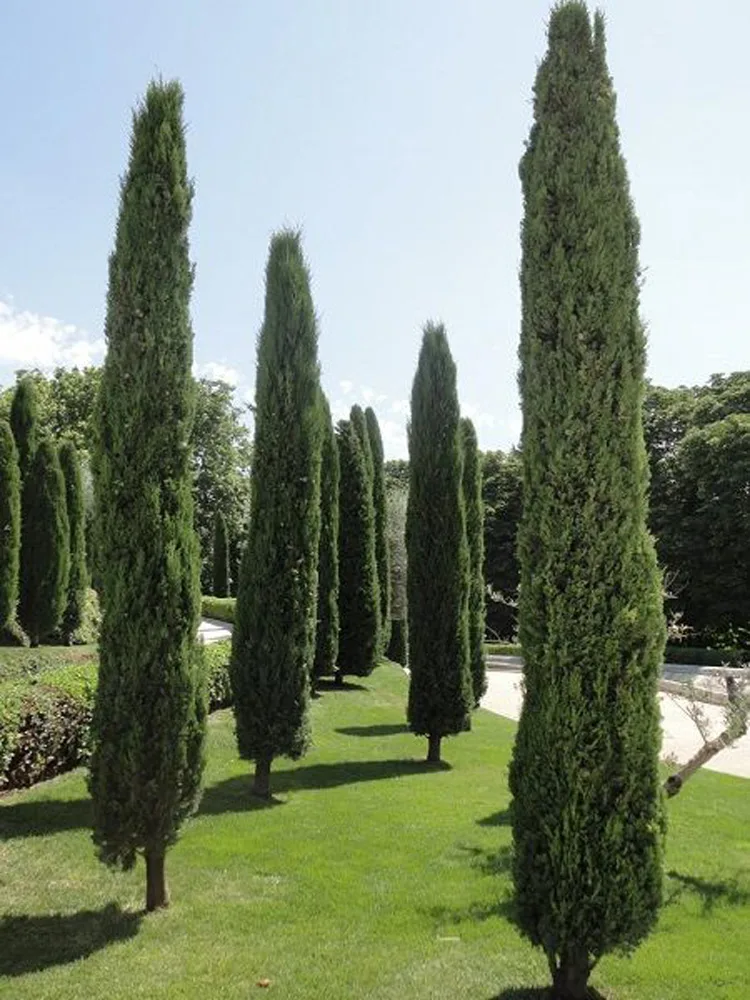 Peyzaj bitkiler kategorisinden yeşil ve uzun servi ağacı