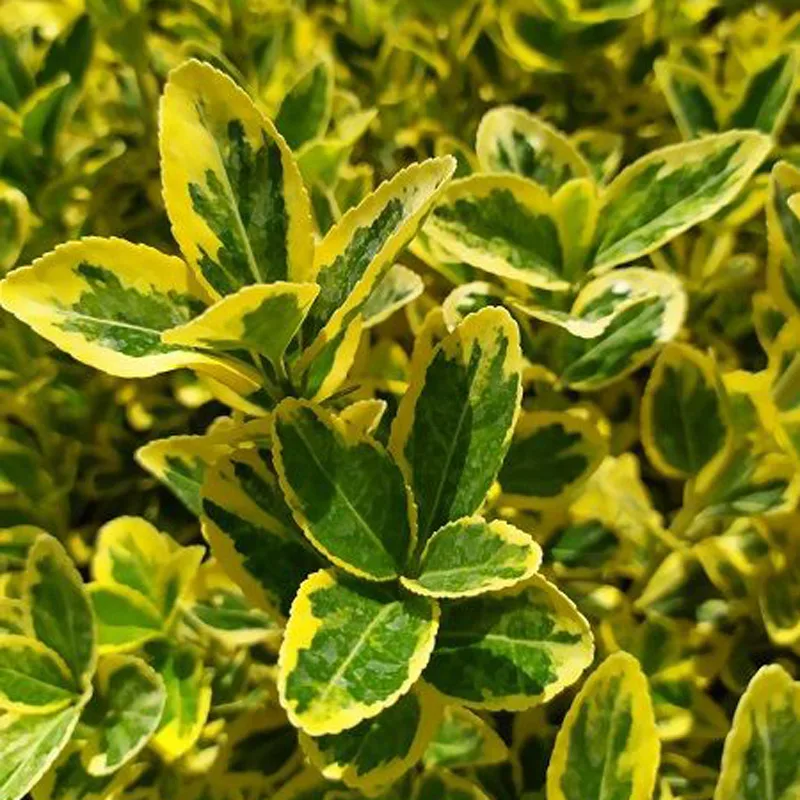 Peyzaj bitkiler kategorisinden yeşil ve sarı renkli taflan bitkisi