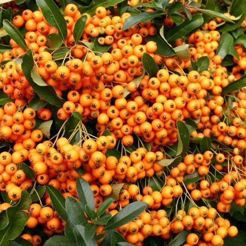 Peyzaj bitkiler kategorisinden turuncu ateş dikeni bitkisi