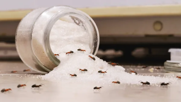 şeker kavanozu etrafında toplanan karıncalar