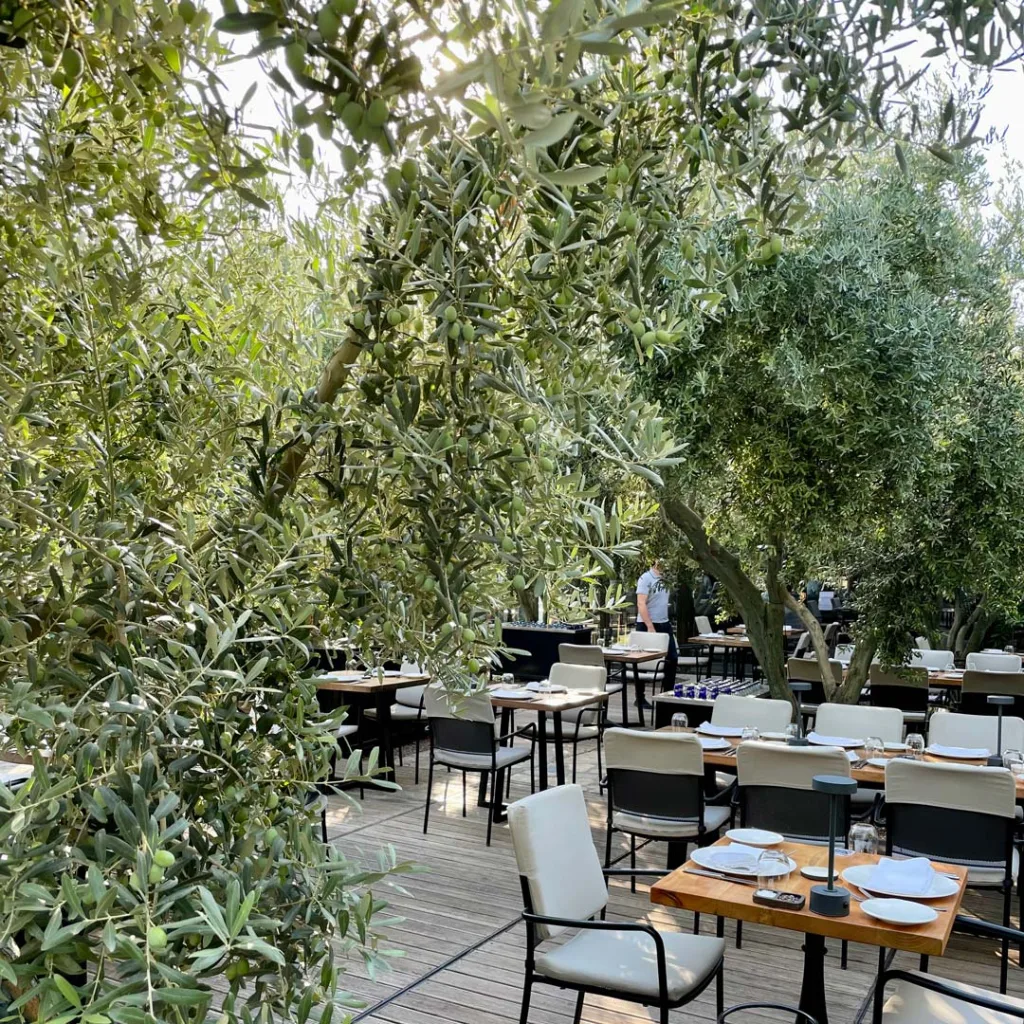 zeytin ağaçlarıyla dolu Od Urla restoranı